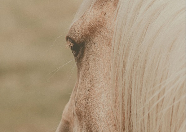 yoga_somatic_talleres_procesos_sistémicos_mariaplazaserrano.es